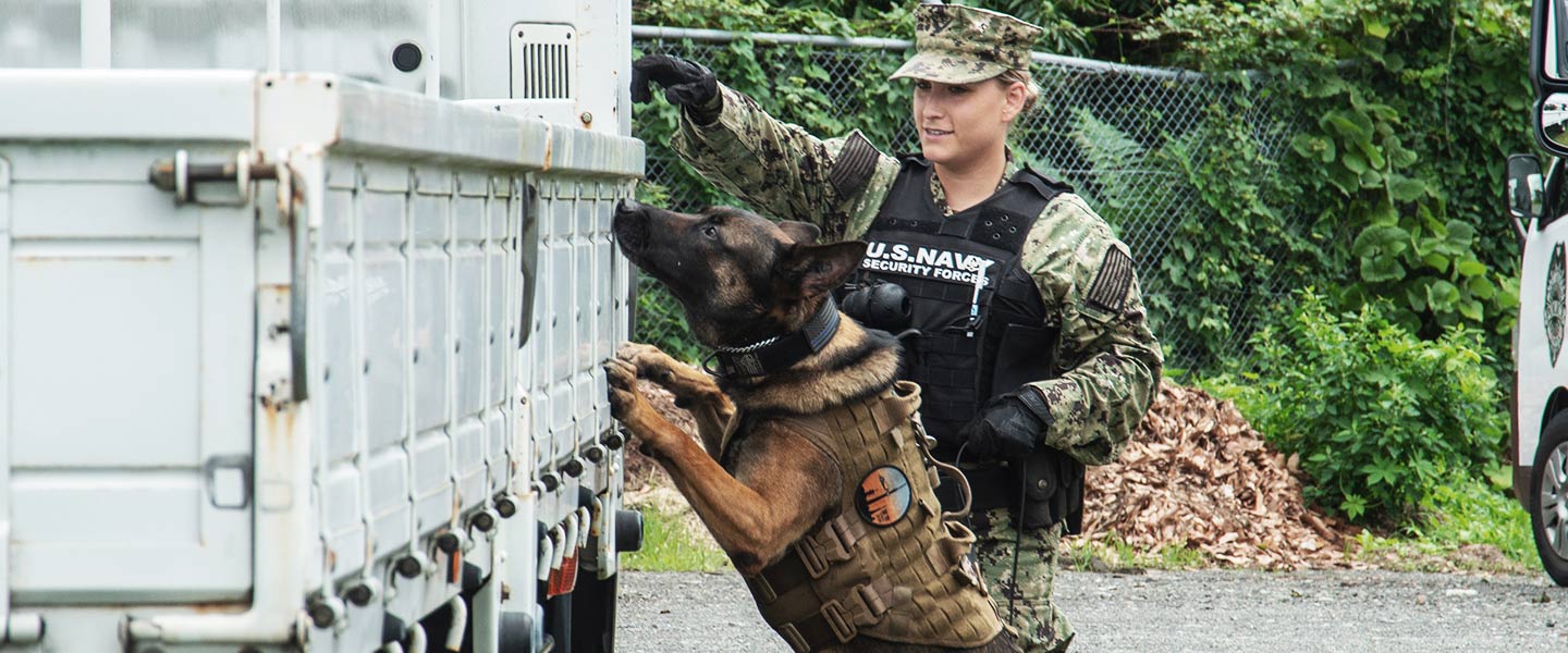 A United States Navy Master-at-Arms practices detection training with her military working dog.